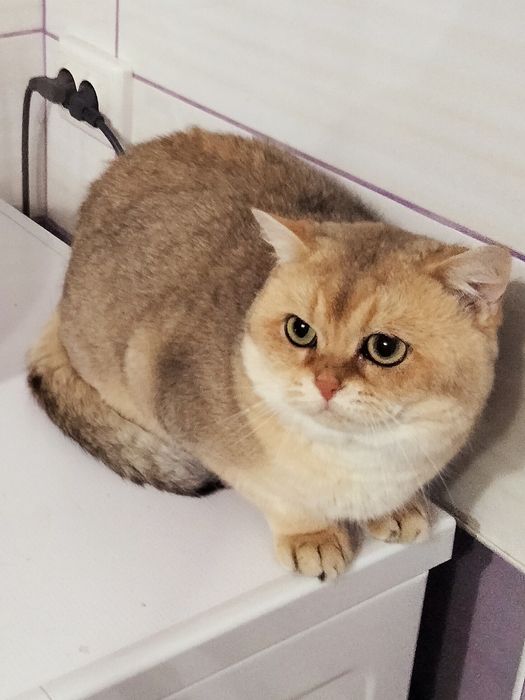 Кот,"золотая шиншилла"ny11 ,приглашает на вязку.