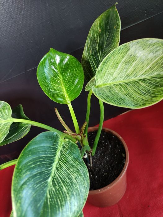 Філодендрон Біркін