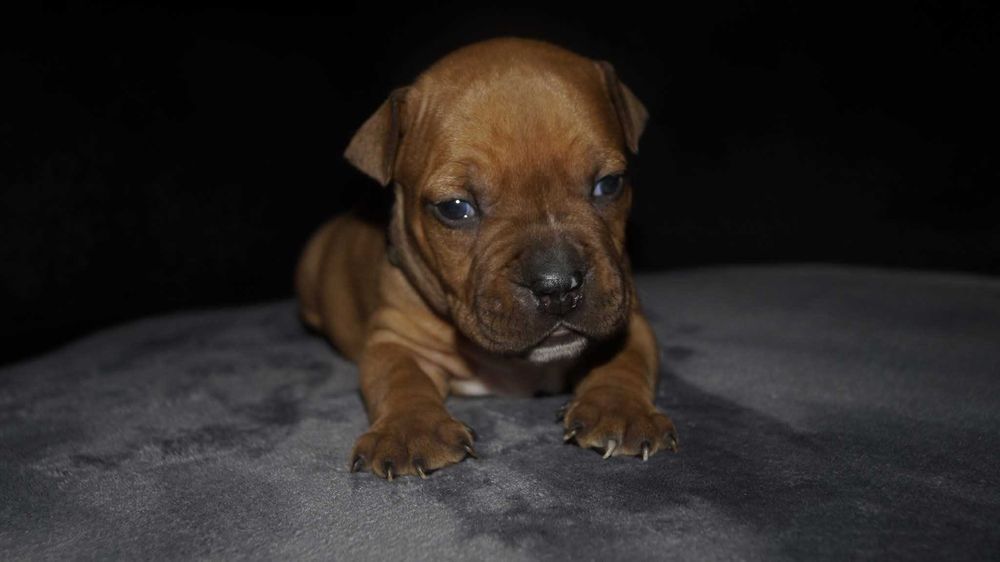 Gagatek, czerwony samiec Amstaff z rodowodem,  szczeniak. FCI