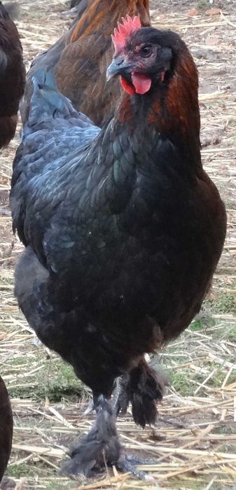 Jajka lęgowe maransy