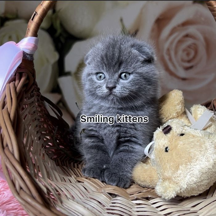 Кошенята готові до знайомства