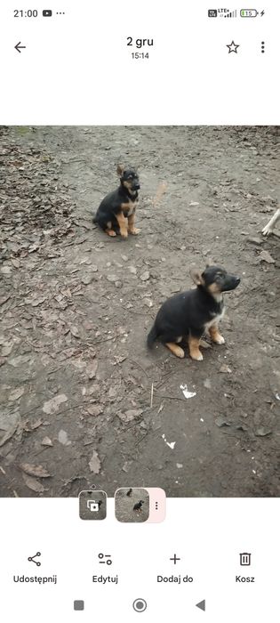 Pieski szukaja do domu