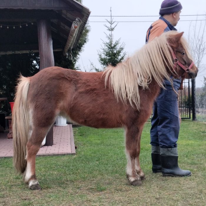 Sprzedam klacz kucyka