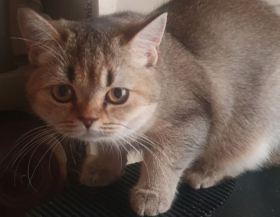 Скоттиш страйт,девочка.