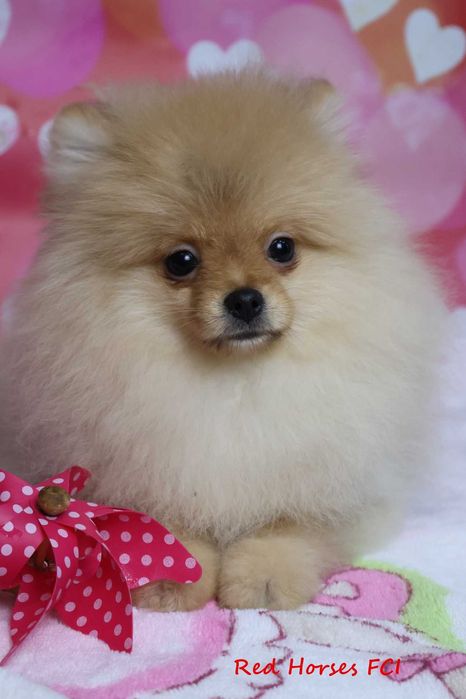 ***Szpic miniaturowy Pomeranian ***