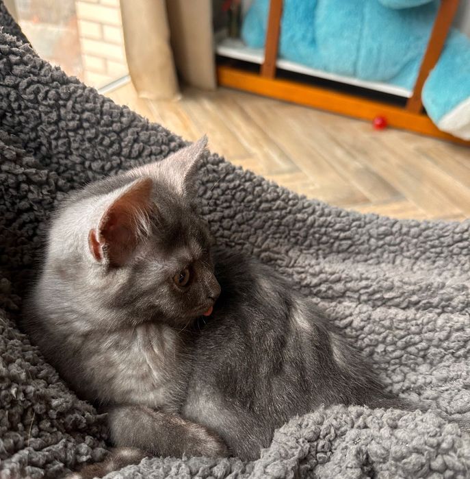 Котенок шотландский