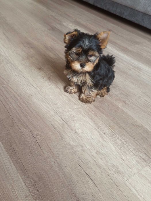Yorkshire Terrier Zapraszam !