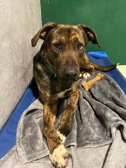 BROWNIE - cachorro para adoção responsável