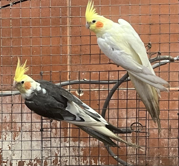 Casal de caturras adultas