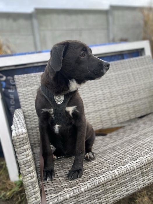 Suczka w typie wyżła do adopcji 4-5 miesięczna