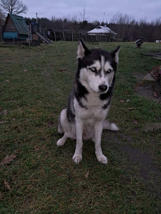 Хаскі…………………………..