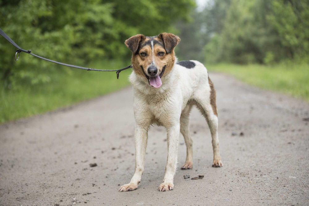 IZARI - już nie smutny, pełen wiary w człowieka łaciatek