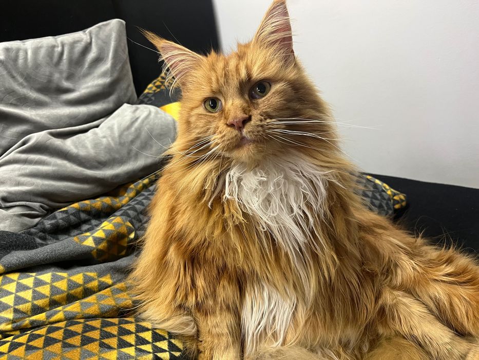 Zaginęła kocica Maine Coon ruda