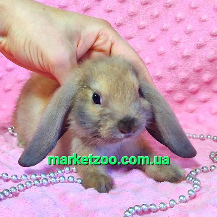 карликовые мини mini мiнi lop баранчик кролики сиамский вислоухий