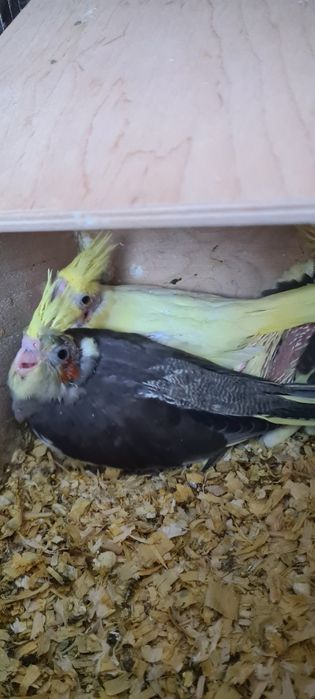 Papużki nimfy młode