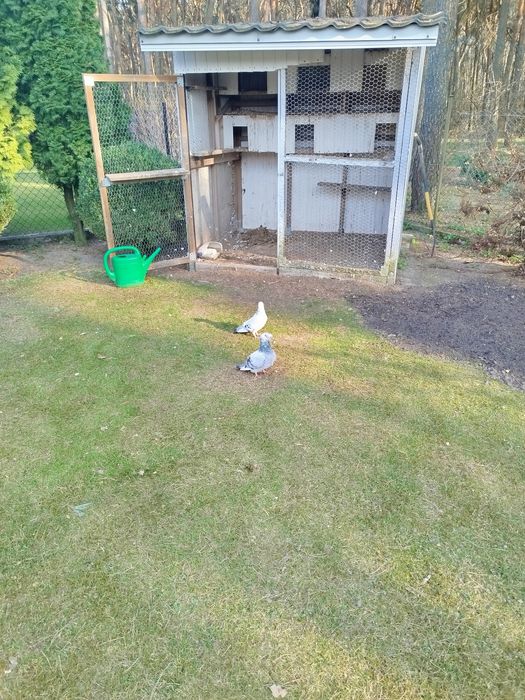 Gołębie Staropolskie likwidacja z 2025 r