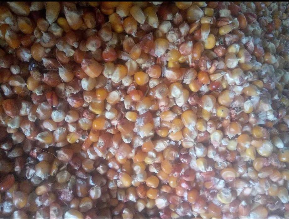 Milho Miúdo Caseiro para semear ou consumo animal