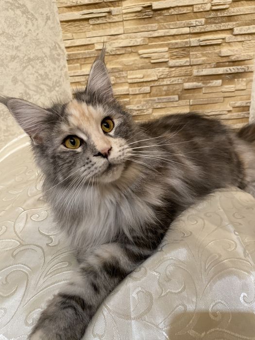 Мейн кун дівчинка