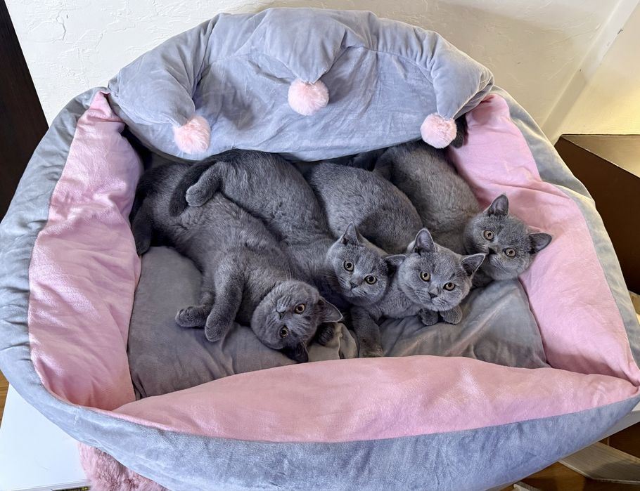 Kot brytyjski niebieski krotkowlosy kotka