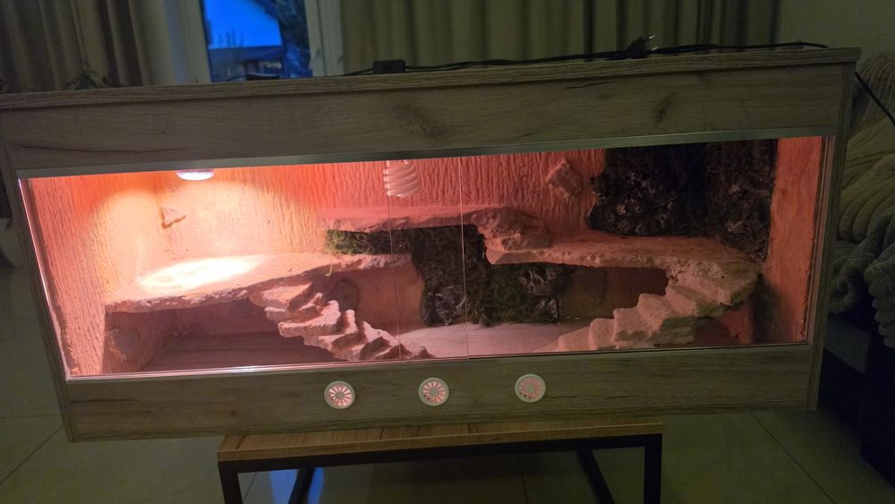 Terrarium dla agamy