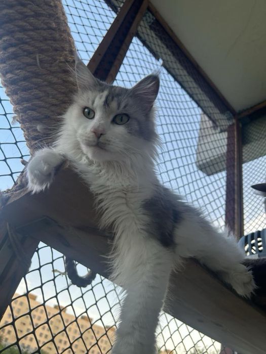 Helena Maine Coon