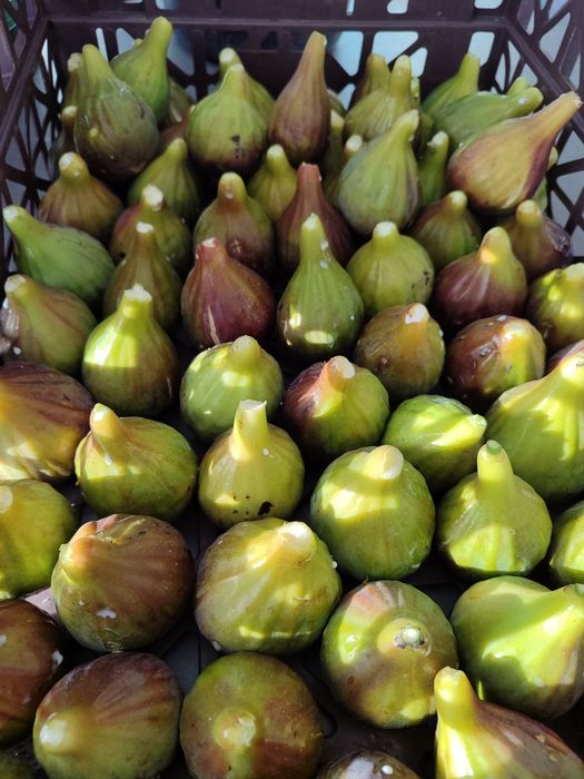 Vendo Figos 4€/kg