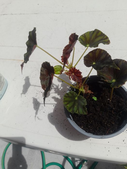 Vaso de Begonia natural para venda