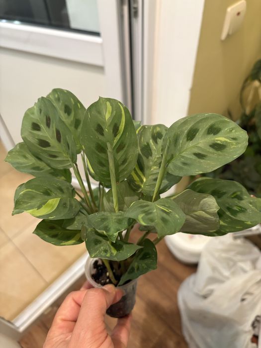 Маранта Fanscinator, Lemon Lime, Бьюті кім