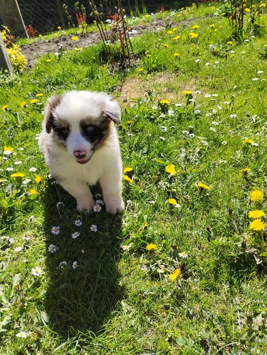 Border Collie piesek