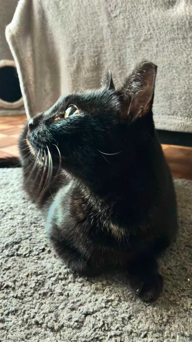 Gato para adoção consciente