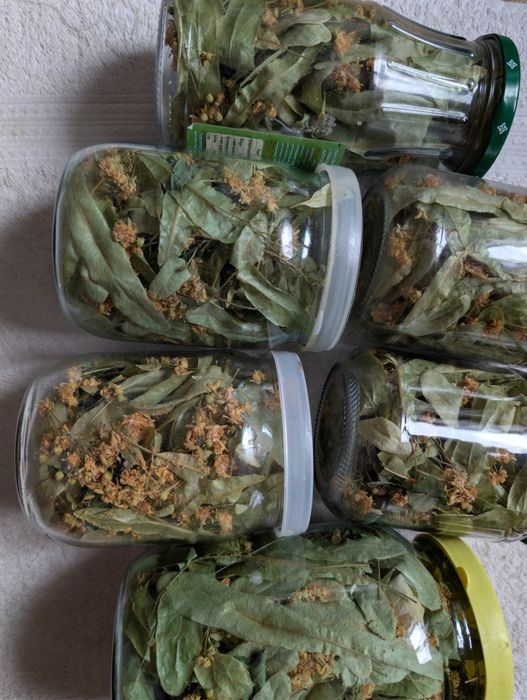 Липа лікувальна  (цвіт та лист)