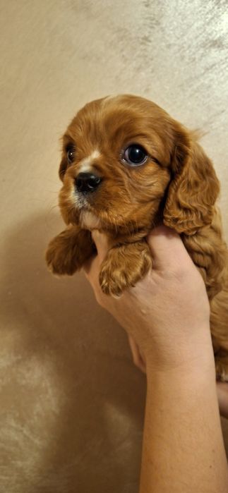 Cavalier King Charles Spaniel dorosły