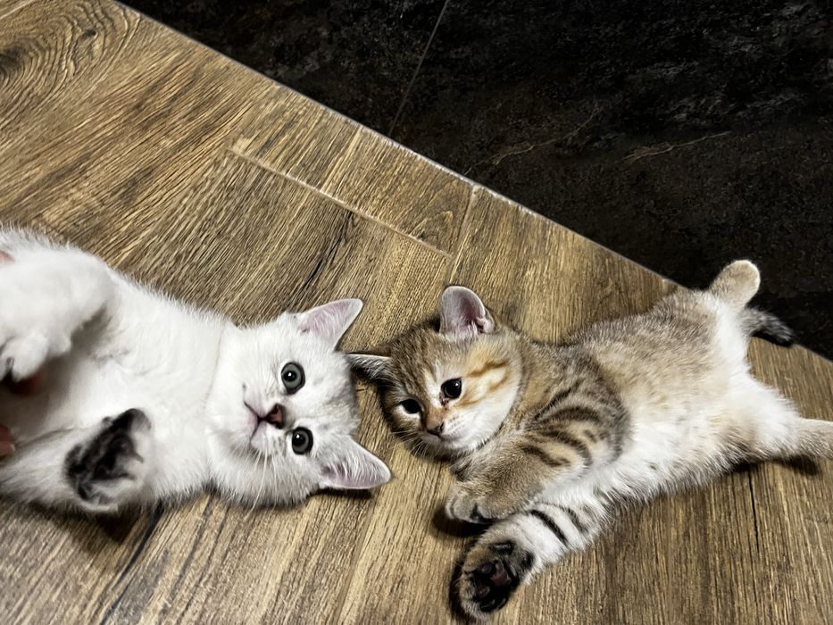 шотландські кошенята