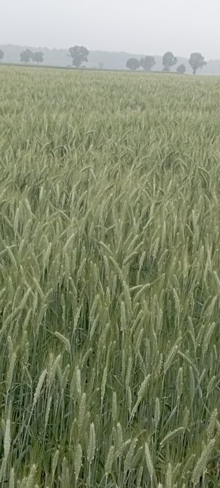 sprzedamsprzedam owies i pszenżyto