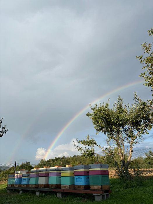 Prawdziwy miód spadziowy ze spadzi iglastej (jodłowej) 1,2kg