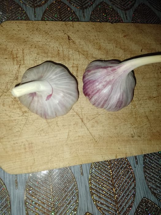 Piękny Czosnek Harnaś