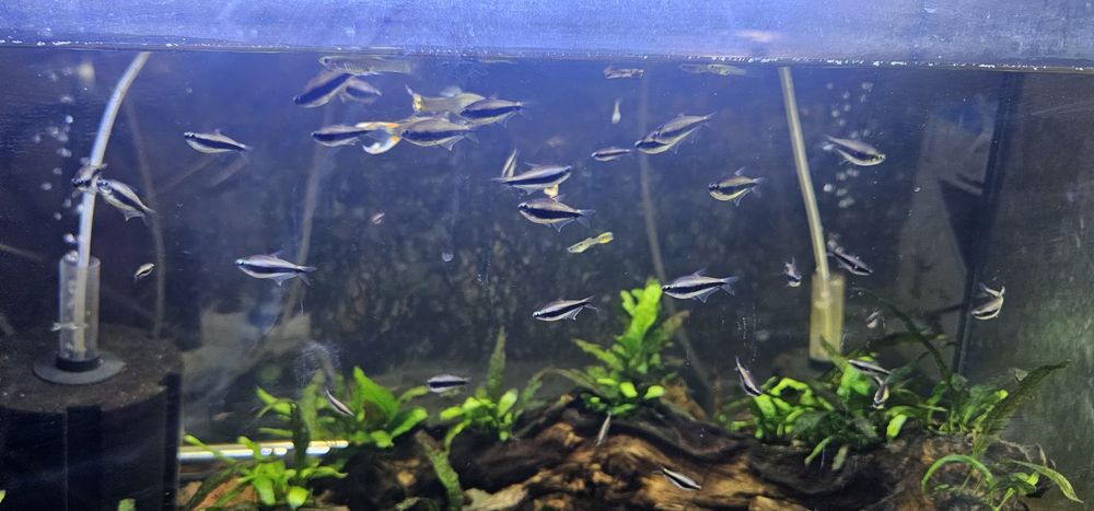 Vendo tetras imperador azul