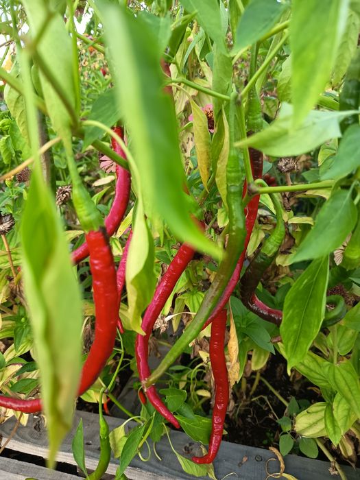 Vendo malaguetas