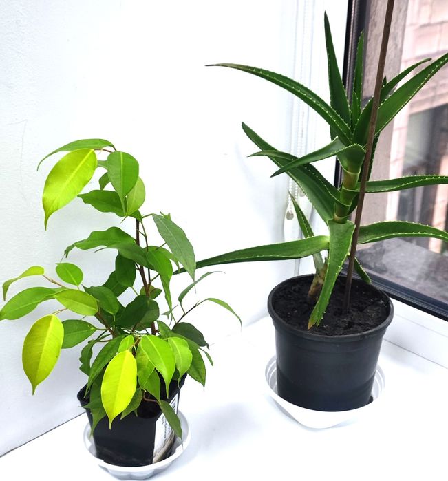 Кімнатні квіти недорого