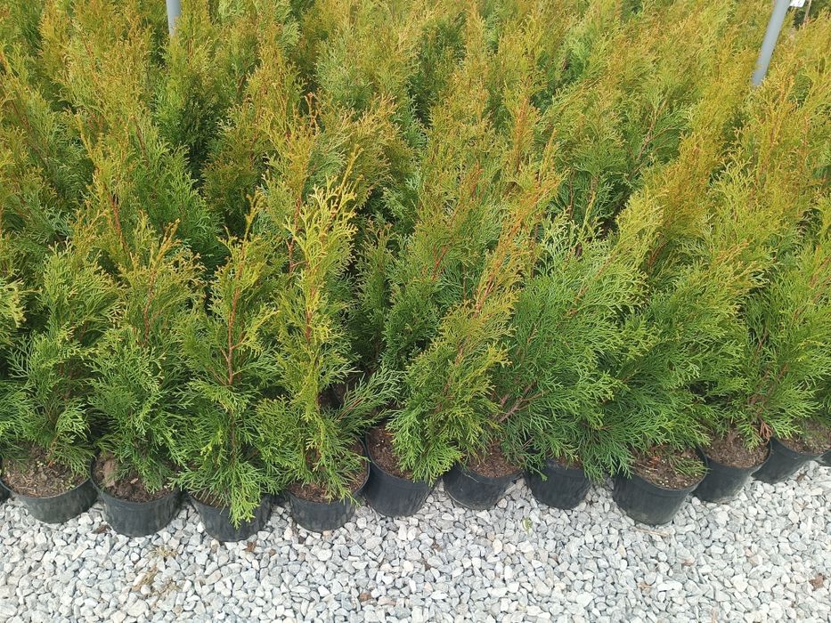 Tuja thuja szmaragd