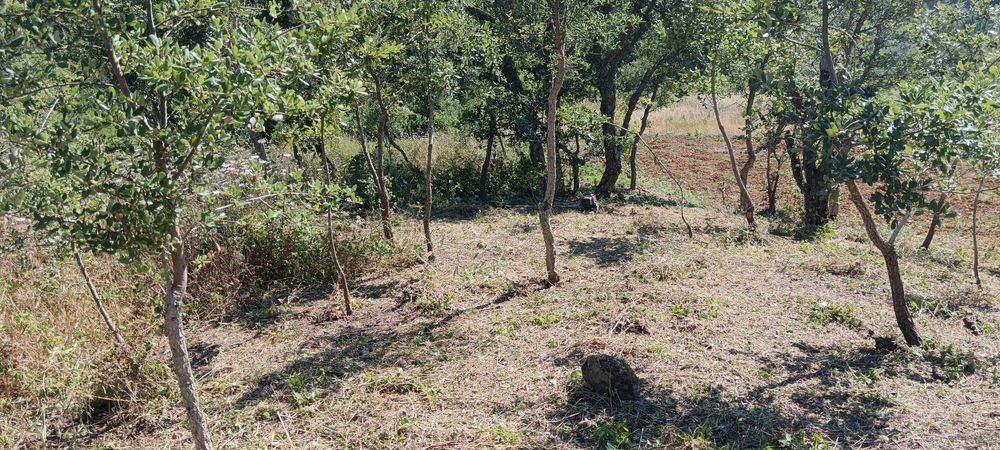 Limpeza de terreno