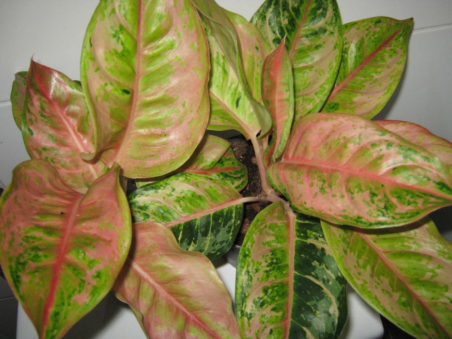калатея аглаонема филодендрон драцена  дек. лиственные цветы от200грн