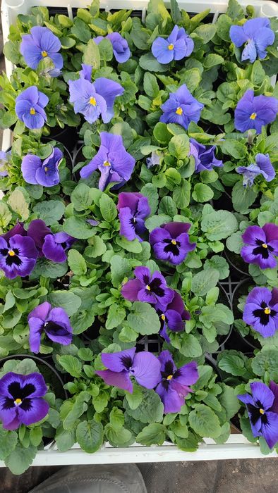 Bratki od Producenta