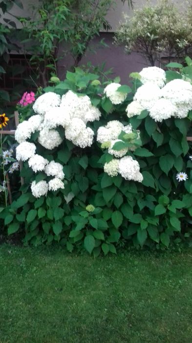 hortensja krzewiasta biała
