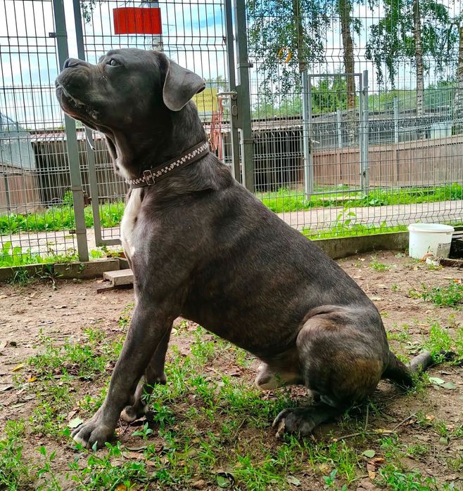 Tantor - przyjazny pies rasy cane corso