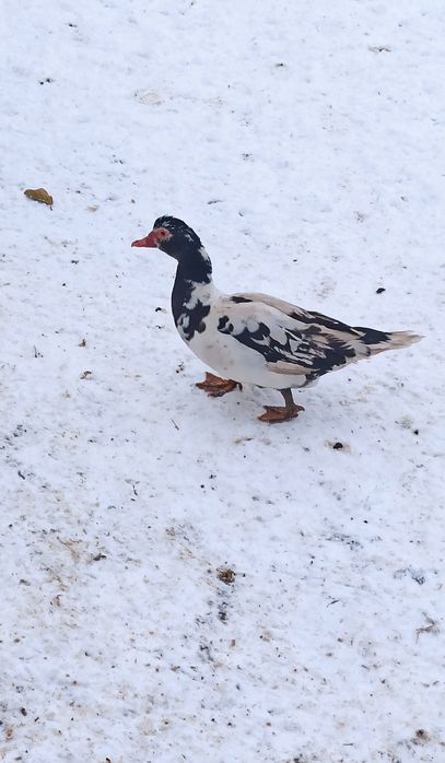 Продам качку шипунку.