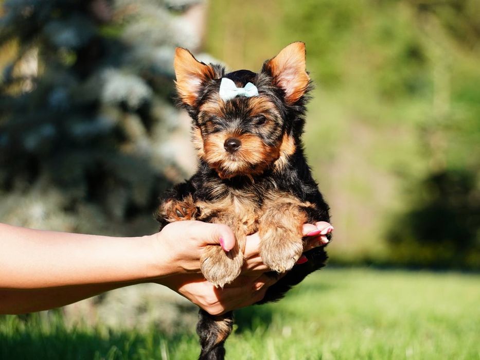 Йорки елітні малюки шукають турботливу сім’ю