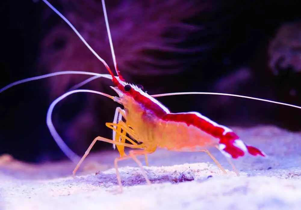 Lysmata amboinensis akwarium morskie