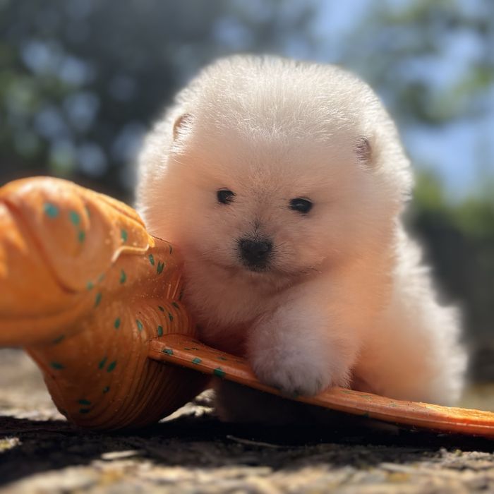 ляльковий ведмедик шоу классу