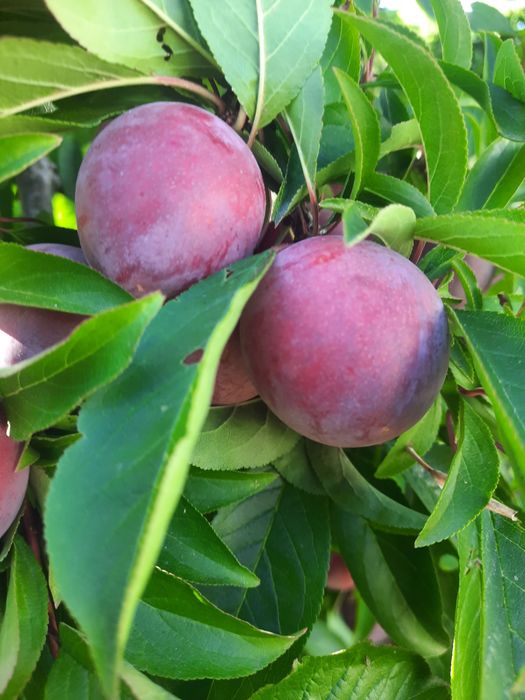 Ameixa Vermelha de São João Biológica – Fresca (Entrega em Avintes)